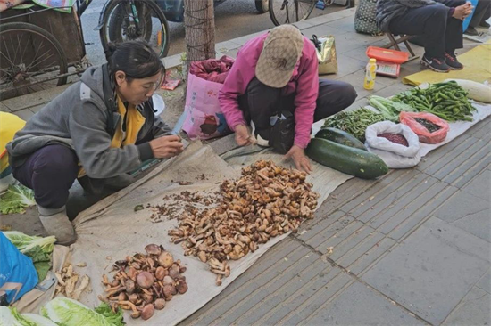 吉林安图：林下资源撑起“致富伞”