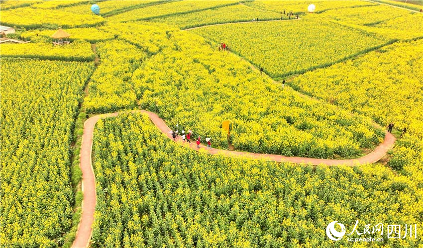 四川仁寿：一沐春风满地黄 油菜花海醉游人