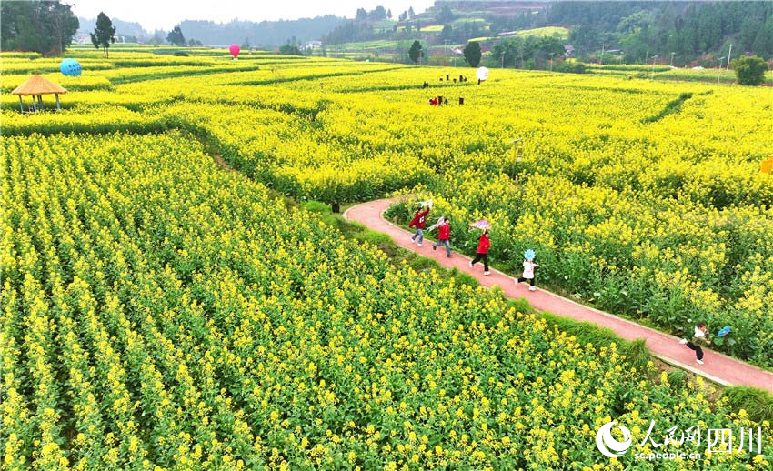 四川仁寿：一沐春风满地黄 油菜花海醉游人