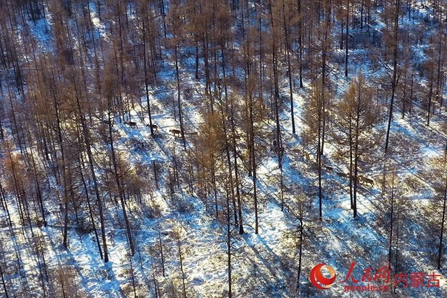 探秘“中国冷极”根河：潺潺不冻河 “寻”鹿林海间