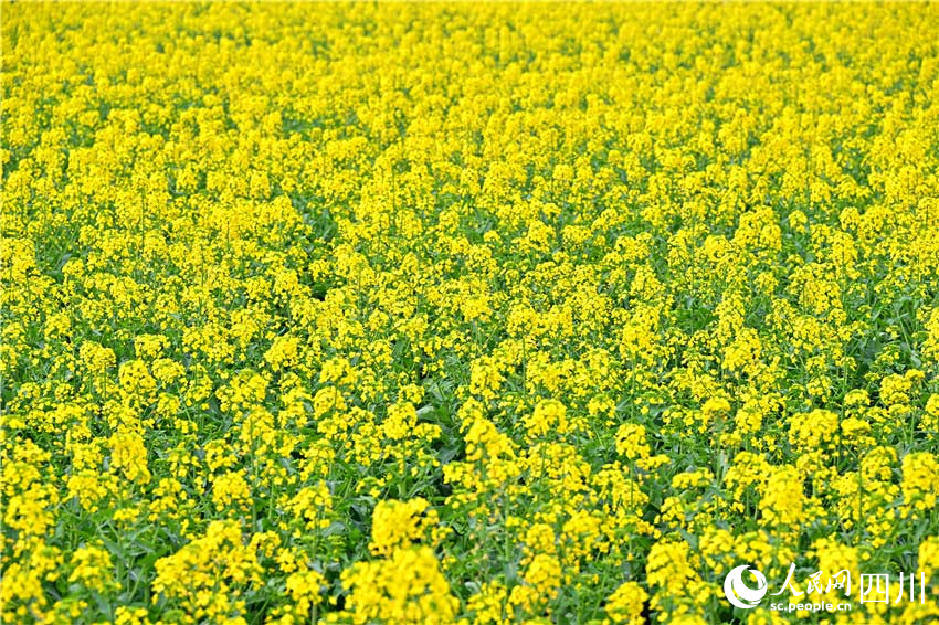 四川仁寿：一沐春风满地黄 油菜花海醉游人