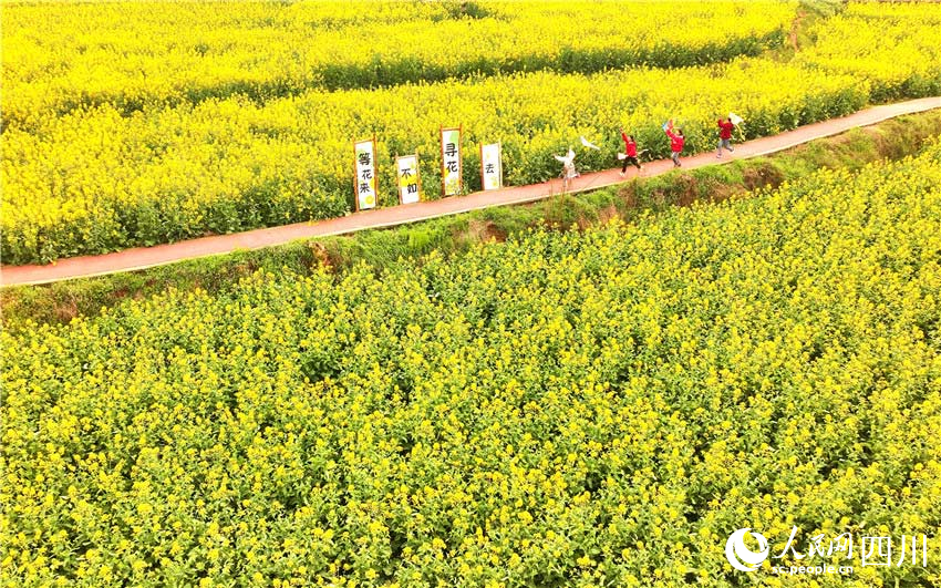 四川仁寿：一沐春风满地黄 油菜花海醉游人