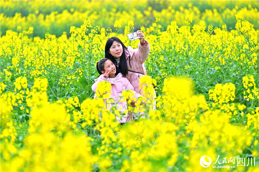 四川仁寿：一沐春风满地黄 油菜花海醉游人