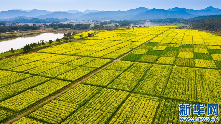 航拍江西吉水县千亩油菜花海