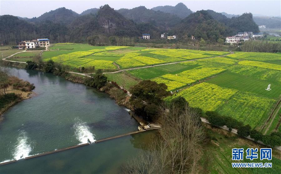 江西东桥镇：赣西大地 油菜花开