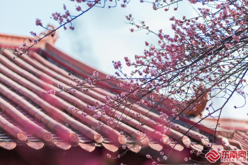 莆田梅峰寺：梅林佛国春意浓