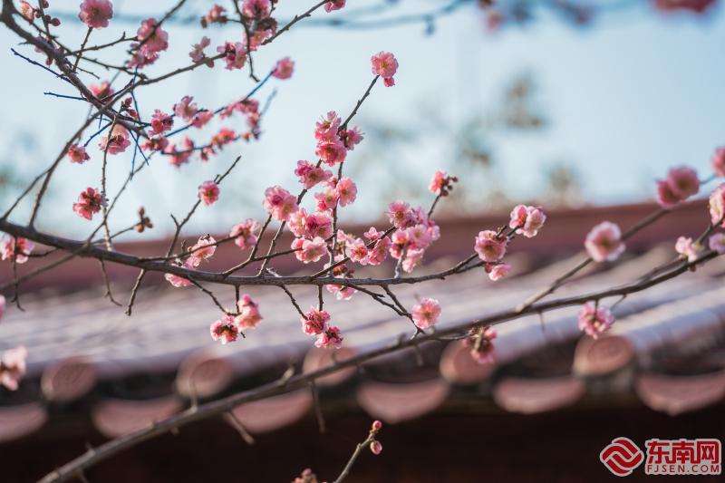 莆田梅峰寺：梅林佛国春意浓