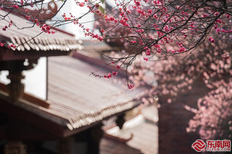 莆田梅峰寺：梅林佛国春意浓