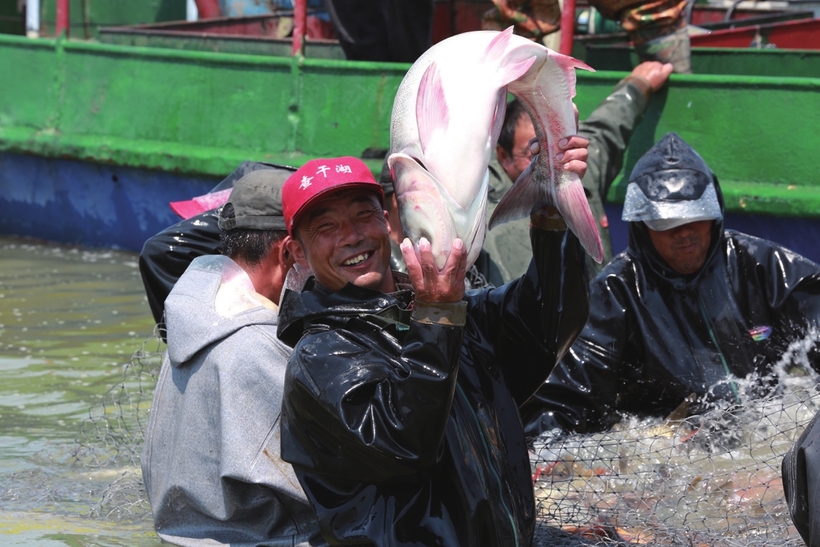 赏荷 品鱼 观湖——查干湖“夏捕”同样精彩