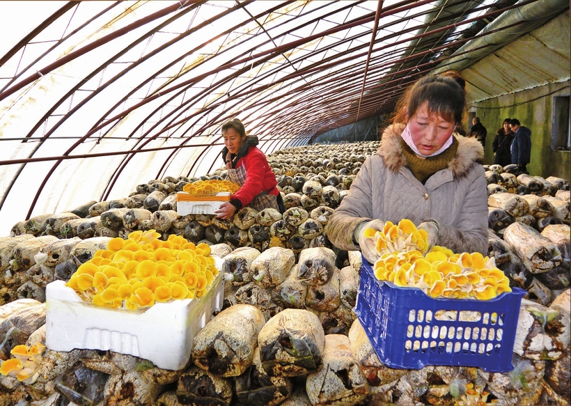 白山市建设中国绿色有机谷·长白山森林食药城走笔