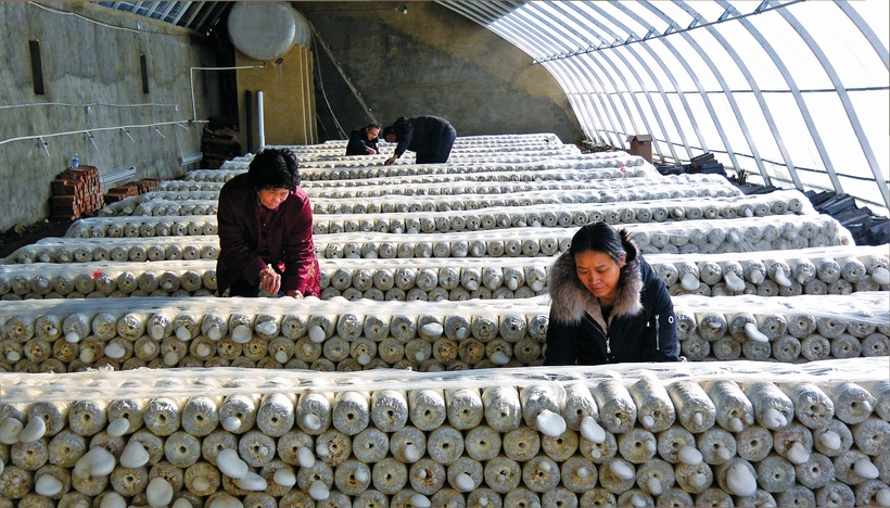 白山市建设中国绿色有机谷·长白山森林食药城走笔