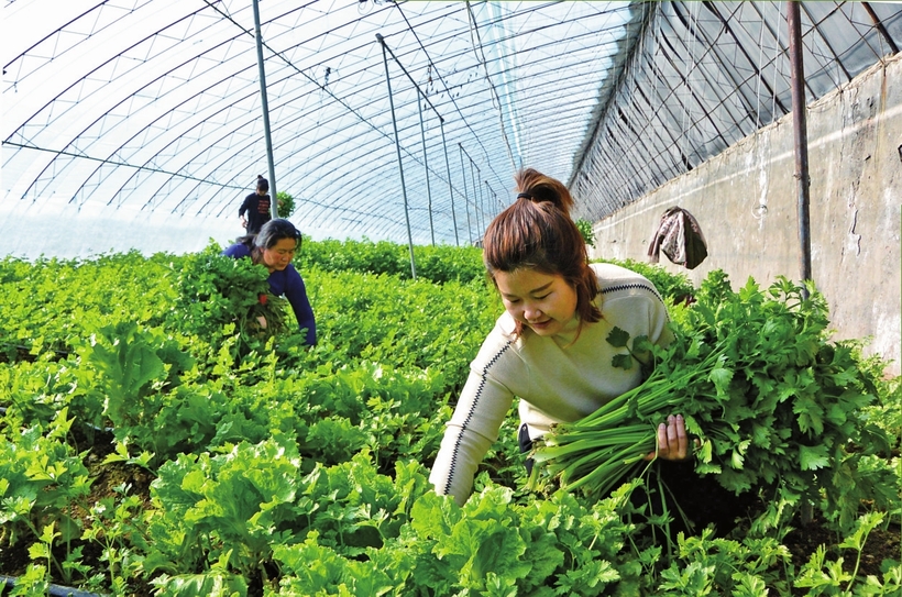 白山市建设中国绿色有机谷·长白山森林食药城走笔