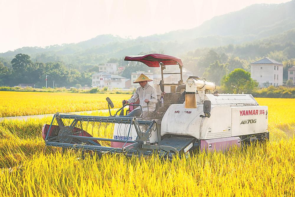 龙岩多措并举保障粮食安全 护好“粮仓”扛稳“粮袋”