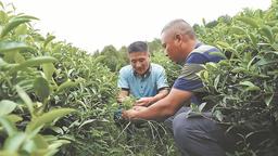 南平建阳探索“以草养茶”生态种植模式 实现绿富共赢