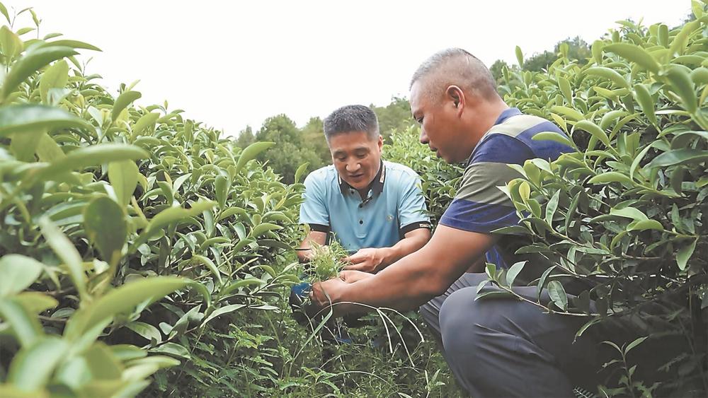 南平建阳探索“以草养茶”生态种植模式 实现绿富共赢