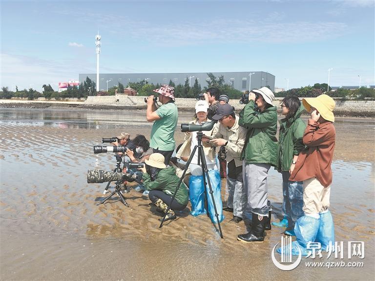 南迁候鸟“先头部队”陆续抵达泉州越冬