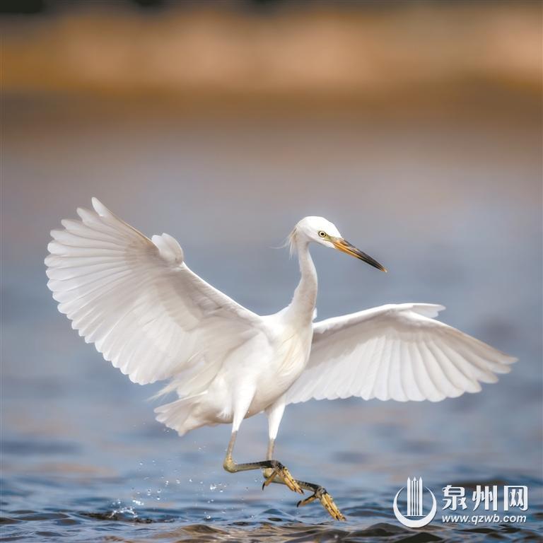 南迁候鸟“先头部队”陆续抵达泉州越冬