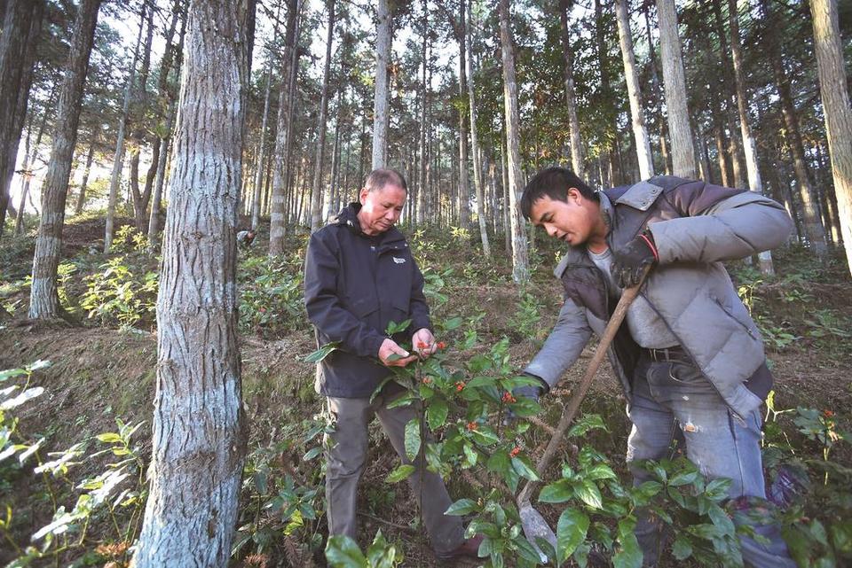 福建：向林业高质量发展迈出有力步伐