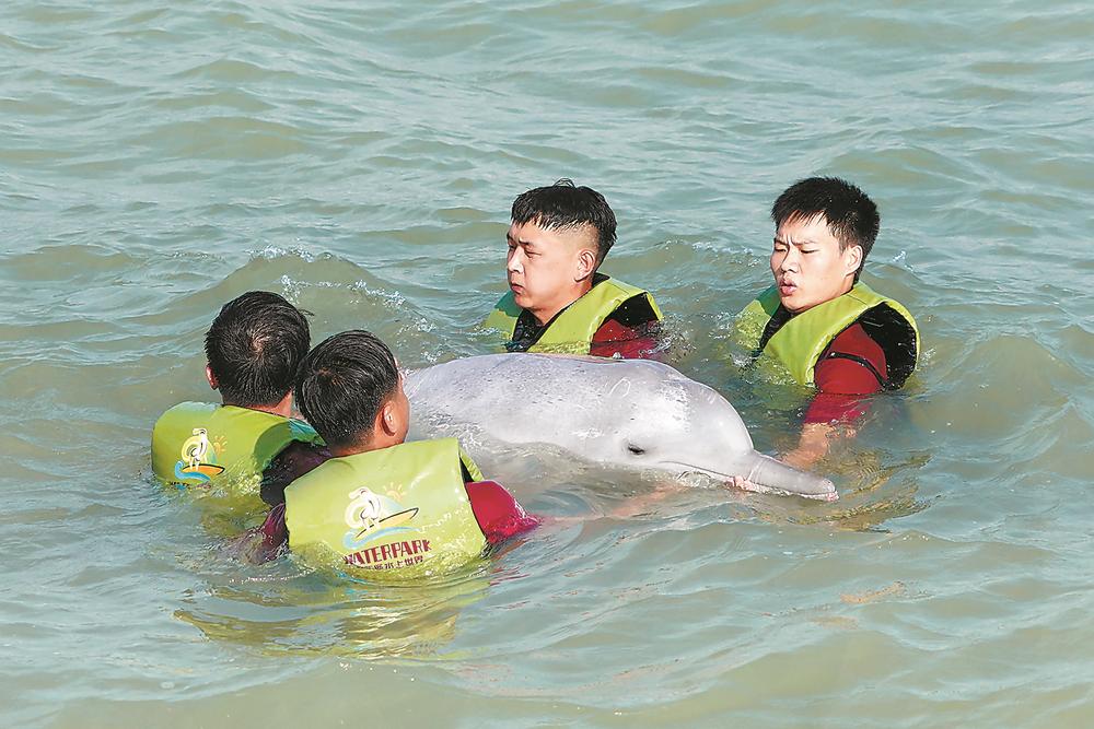 福建首次成功救助搁浅中华白海豚