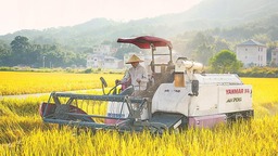 龙岩多措并举保障粮食安全 护好“粮仓”扛稳“粮袋”