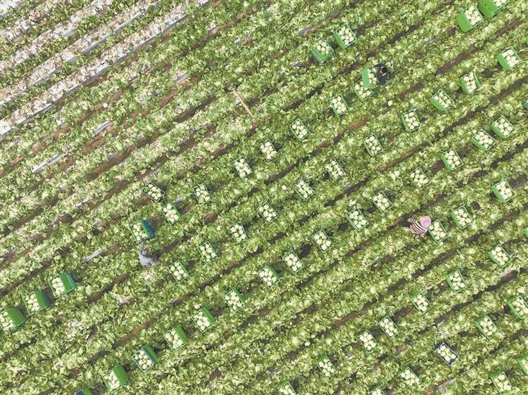 泉州：丰富食物“资源库” 厚植农业现代化底气