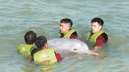 福建首次成功救助搁浅中华白海豚