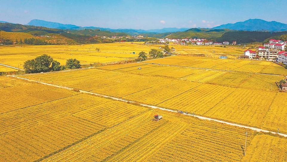 福建：特色振兴路 铺展山水间