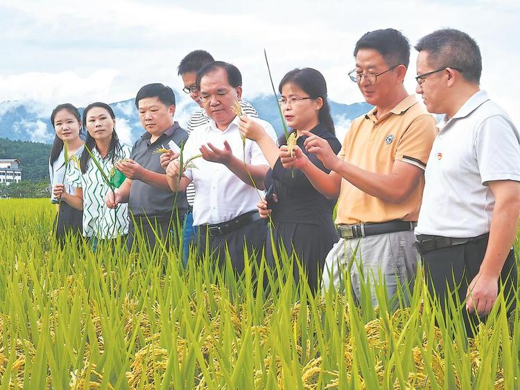 福建全力打造水稻制种强省 水稻优质率超80%