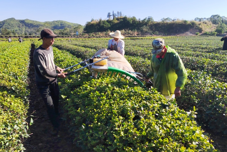 莆田仙游：木兰溪畔产业兴