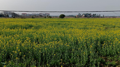 江西贵溪：千亩油菜花 开在春天里