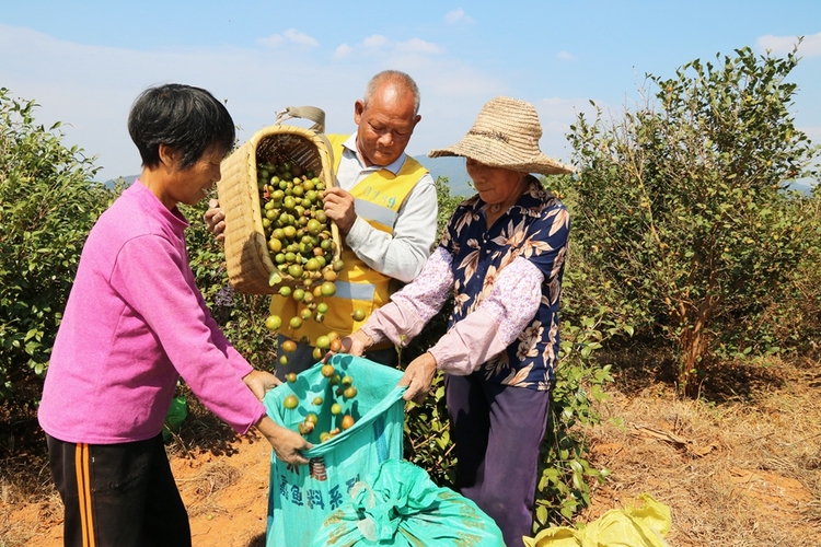 加速推进三产融合 交出亮眼成绩单 江西油茶面积产能产值稳居全国第二