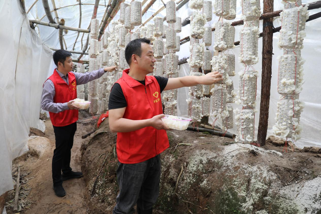 南昌招贤镇：小小玉木耳 开拓致富路