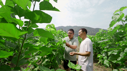 心有赤诚 用实干践行使命_fororder_柯书记跟村干部考察桑林长势