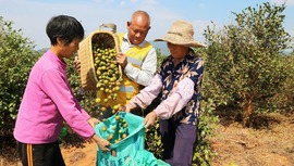 加速推进三产融合 交出亮眼成绩单 江西油茶面积产能产值稳居全国第二