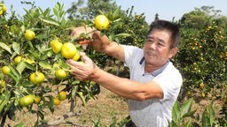 江西新建：“撂荒地”结出“致富果”