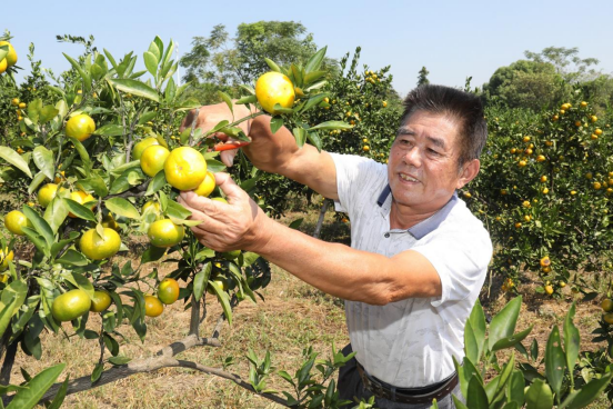 江西新建：“撂荒地”结出“致富果”