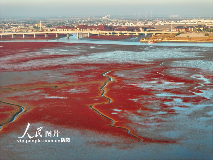 辽宁盘锦：碱蓬铺岸 滩涂霞染