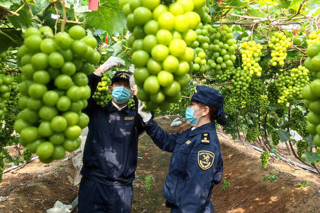 我国首次！“阳光玫瑰”海运直达澳大利亚