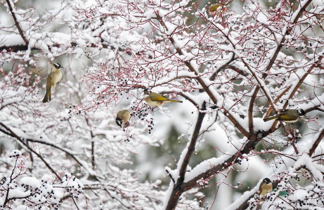 大连：鸟儿雪中觅食忙