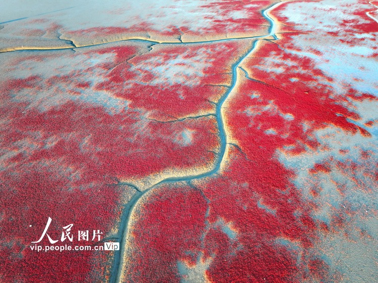 辽宁盘锦：碱蓬铺岸 滩涂霞染