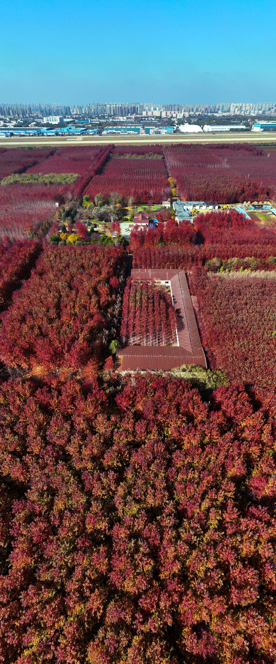 沈阳这里“枫”景如诗