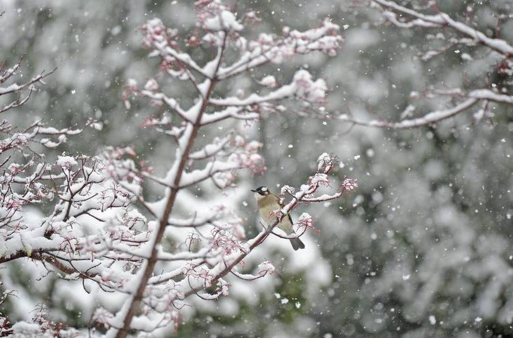 大连：鸟儿雪中觅食忙