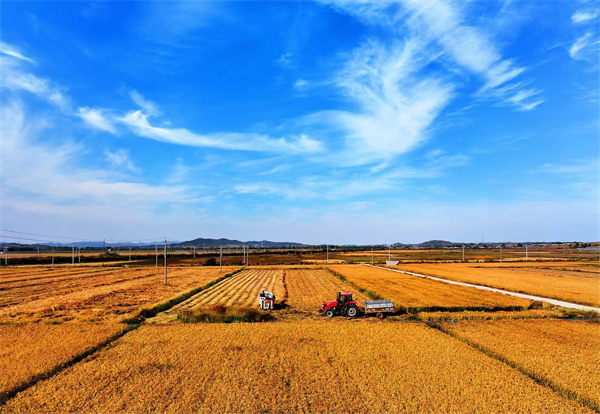 大连市普兰店区：又“稻”一年好时节 稻谷飘香秋收忙