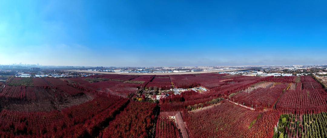 沈阳这里“枫”景如诗