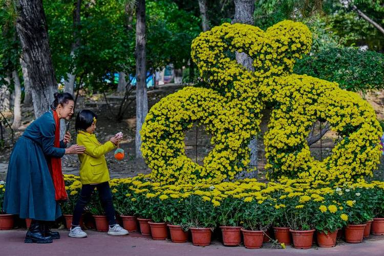 深秋沈阳 树树皆秋色