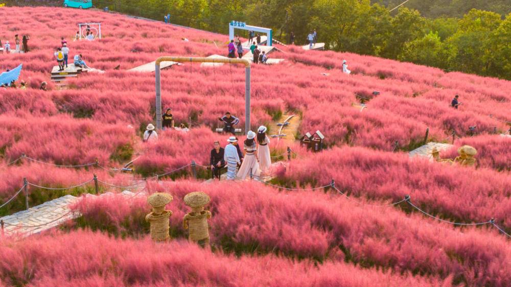 大连石河村：粉黛花把颜值变“产值”