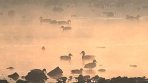 沈阳：初冬浑河，候鸟翔集