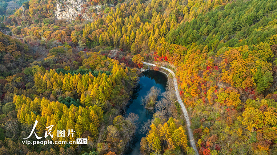 辽宁本溪：大地森林公园秋色美