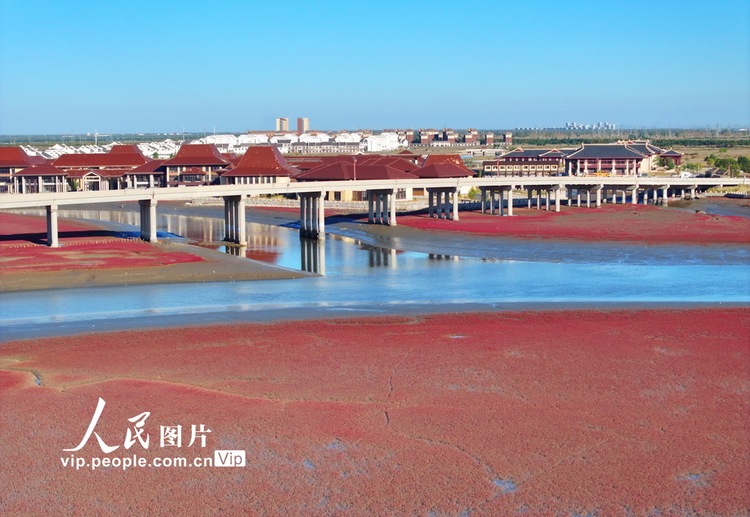 辽宁盘锦：碱蓬铺岸 滩涂霞染