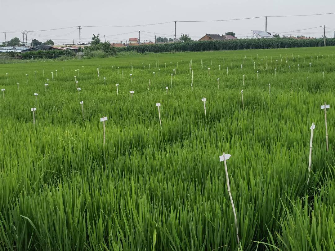 营口好米飘香四方